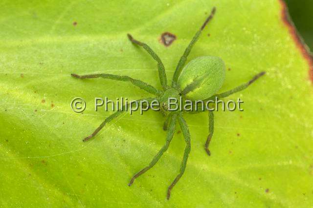 Sparassidae_0034.JPG - France, Araneae, Sparassidae, Micrommate verte (Micrommata virescens), Sparassidae, femelle, Green Huntsman Spider